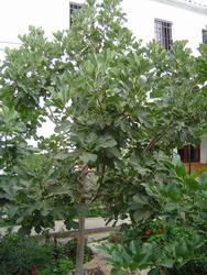 La Higuera del Monasterio