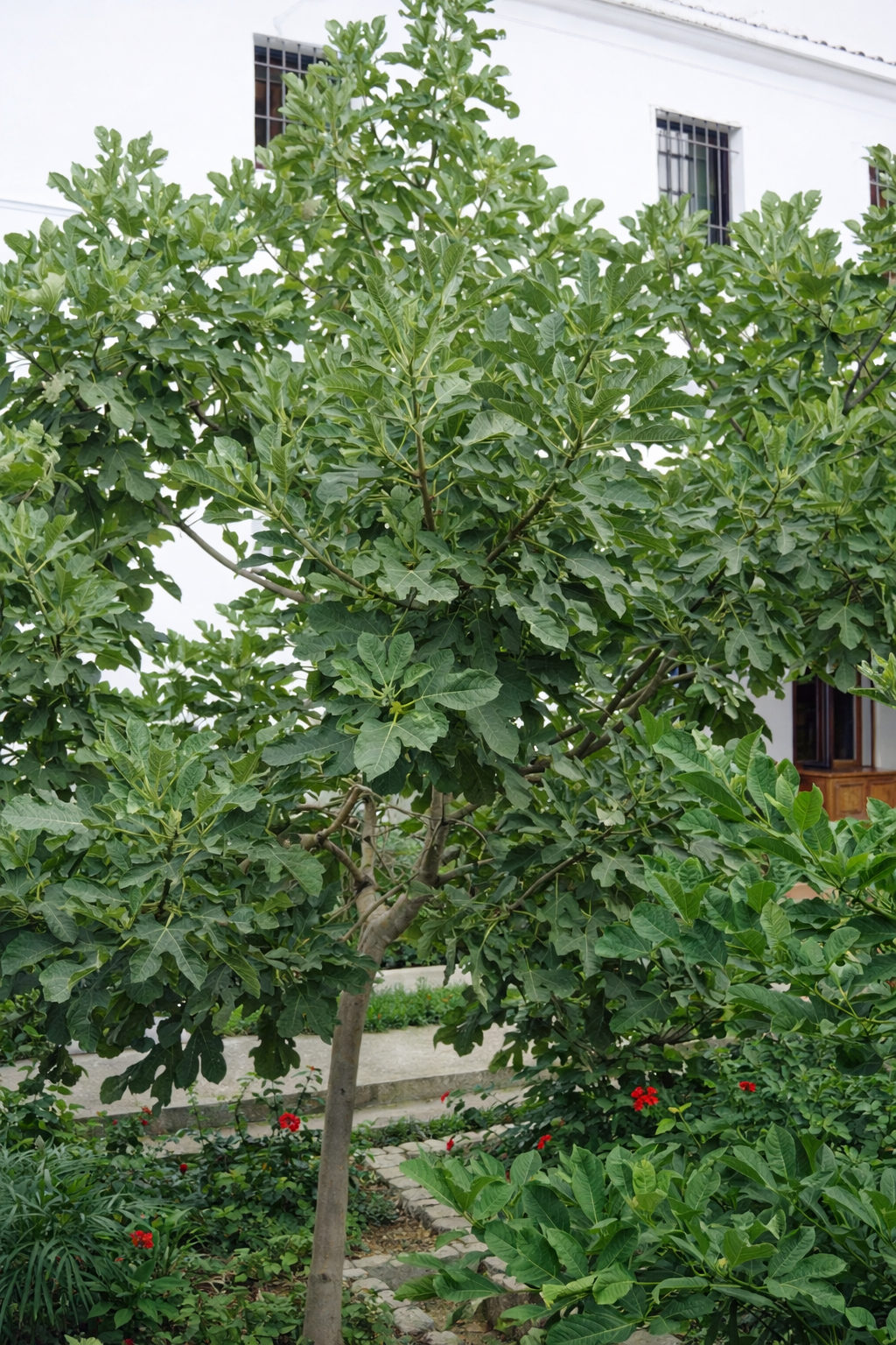 La Higuera del Monasterio